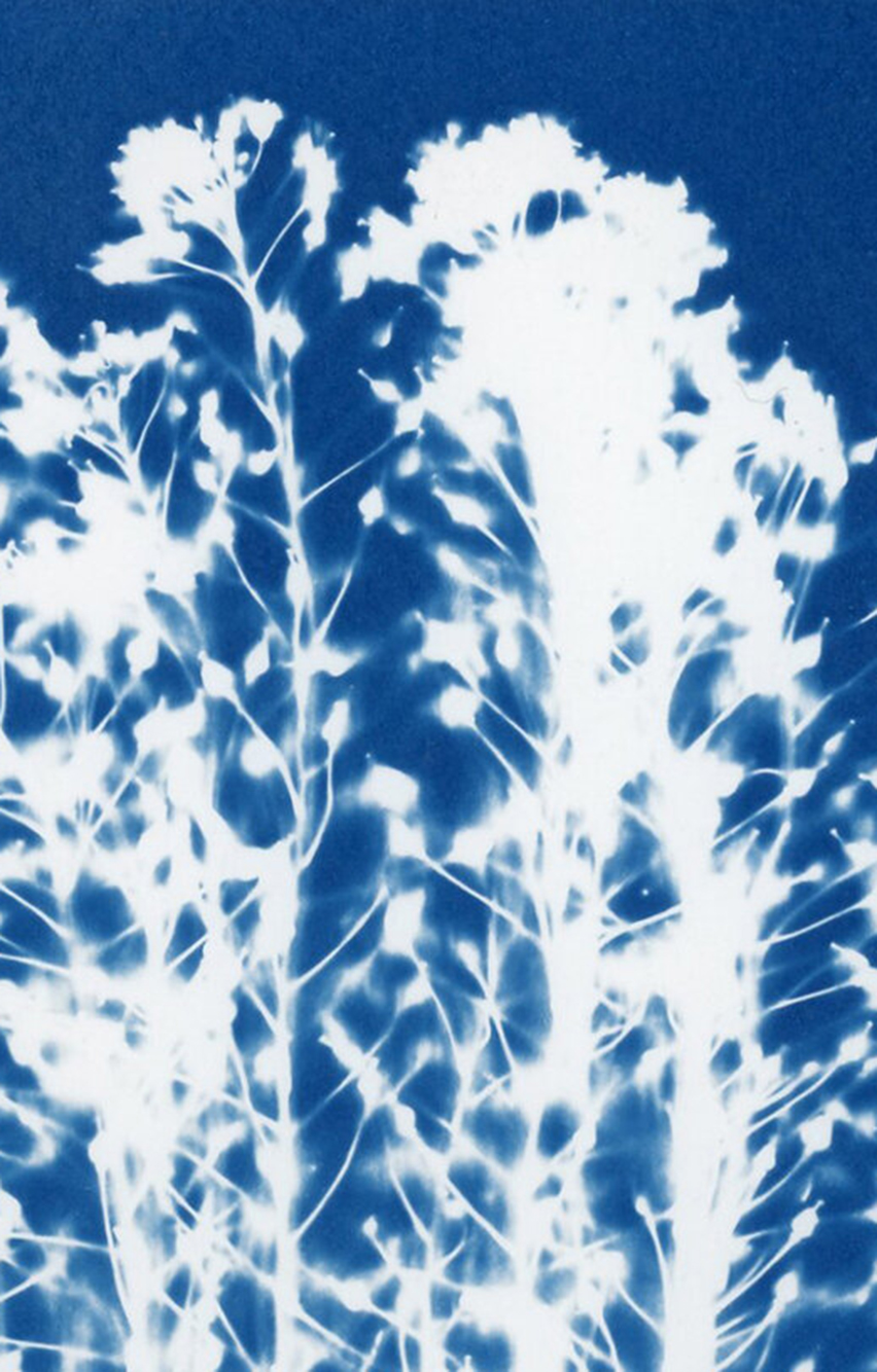 cyanotype