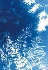 cyanotype