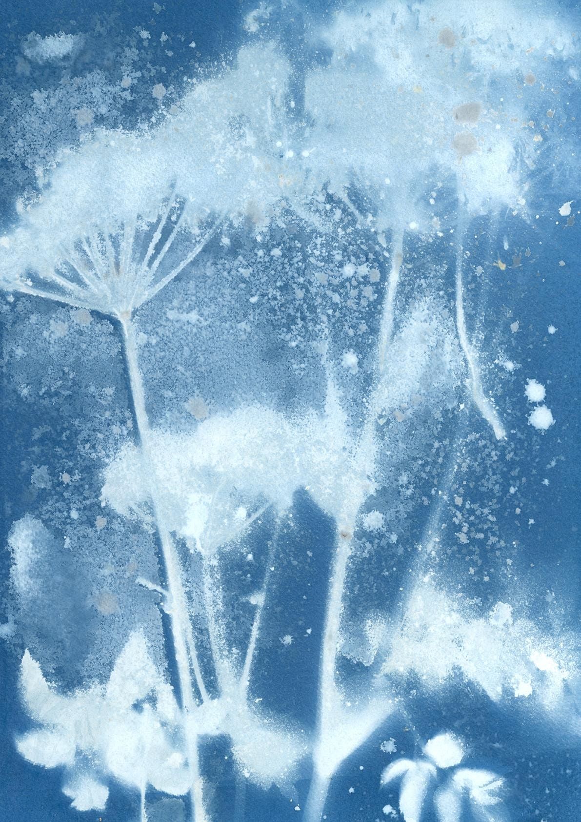 cyanotype